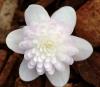 Show product details for Hepatica japonica Setsudu